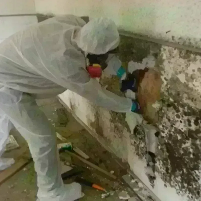 Mold Remediation and Removal in Petersburg, IN